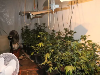 konoplja vič pu ljubljana