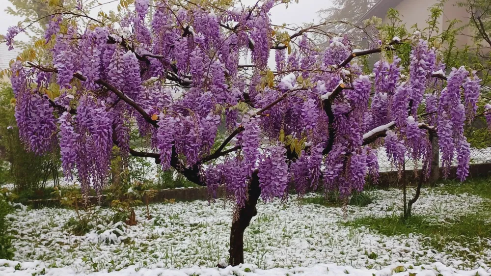 Sneg je pobelil tudi Medvode.