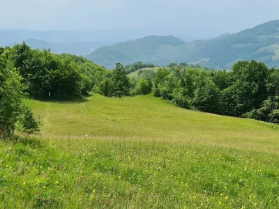 Travnik narava pomlad poletje sonce 
