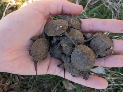 Nedavno so male želve, ki so se izvalile lani jeseni, prvič prilezle iz gnezda.&nbsp;