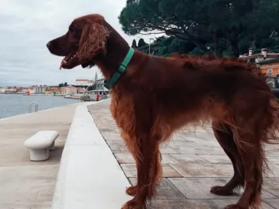 Lastniki psov bodo med obiskom Pirana morali &scaron;e dodatno sk Vesna Levičnik