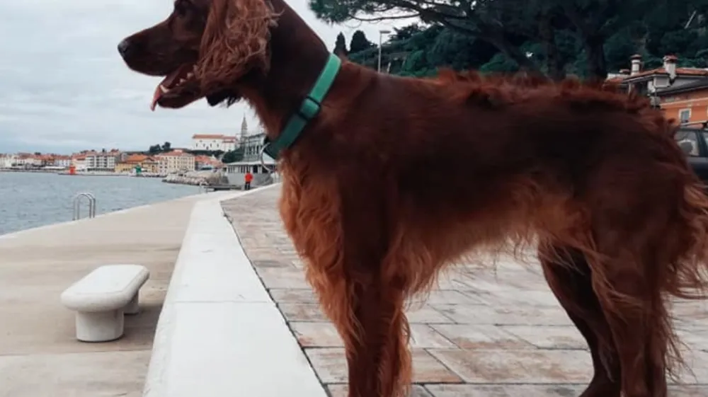 Lastniki psov bodo med obiskom Pirana morali &scaron;e dodatno sk Vesna Levičnik