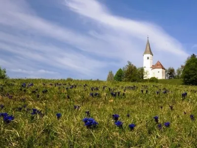 FOTO: Rasti&scaron;če encijana na Lovrencu pod Lisco je zavarovano območje. Foto PZS