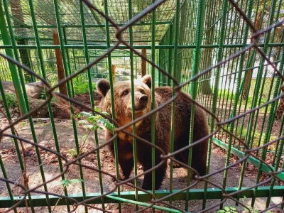 Mici se je pred 22 leti skotila v ujetni&scaron;tvu, pri Žurgovih na Gorenjskem pa je že od svojega 4. meseca starosti.&nbsp;