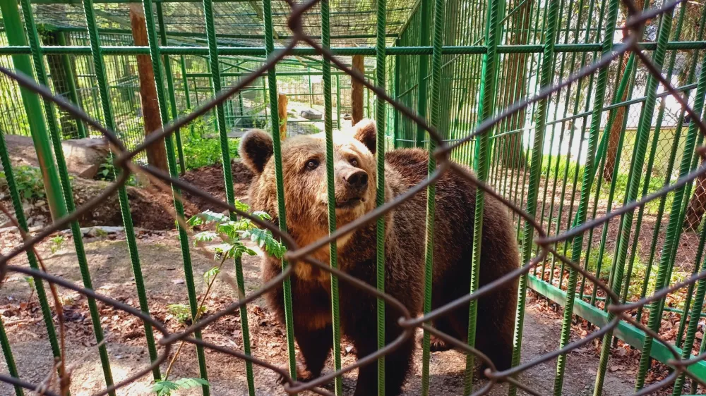 Mici se je pred 22 leti skotila v ujetni&scaron;tvu, pri Žurgovih na Gorenjskem pa je že od svojega 4. meseca starosti.&nbsp;
