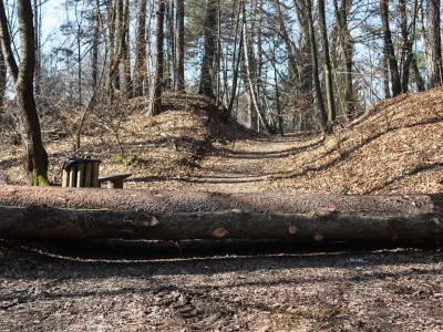 - 14.02.2023 - Golovec &ndash; sečnja 216 dreves &ndash; sanitatni posek&nbsp;po&scaron;kodovanega in oslabelega drevja jugovzhodno od observatorija oz. nad Suhim bajerjem,&nbsp;drevesa &ndash; gozd -&nbsp;//FOTO: Bojan Velikonja