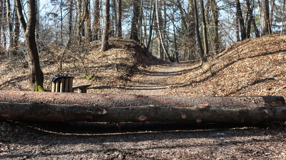 - 14.02.2023 - Golovec &ndash; sečnja 216 dreves &ndash; sanitatni posek&nbsp;po&scaron;kodovanega in oslabelega drevja jugovzhodno od observatorija oz. nad Suhim bajerjem,&nbsp;drevesa &ndash; gozd -&nbsp;//FOTO: Bojan Velikonja