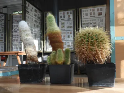 kaktusi, ta&scaron;čin sedež / Foto: Katja Petrovec 