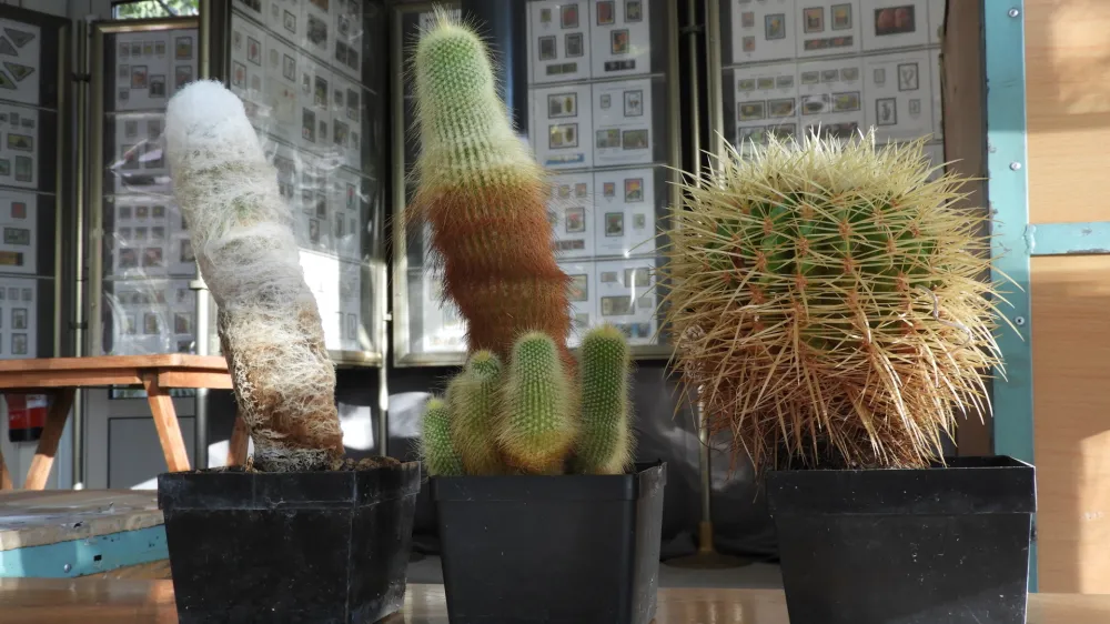 kaktusi, ta&scaron;čin sedež / Foto: Katja Petrovec 