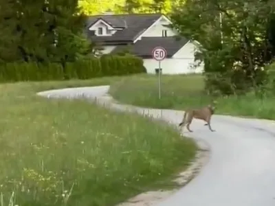 Volj pri Želimljah.