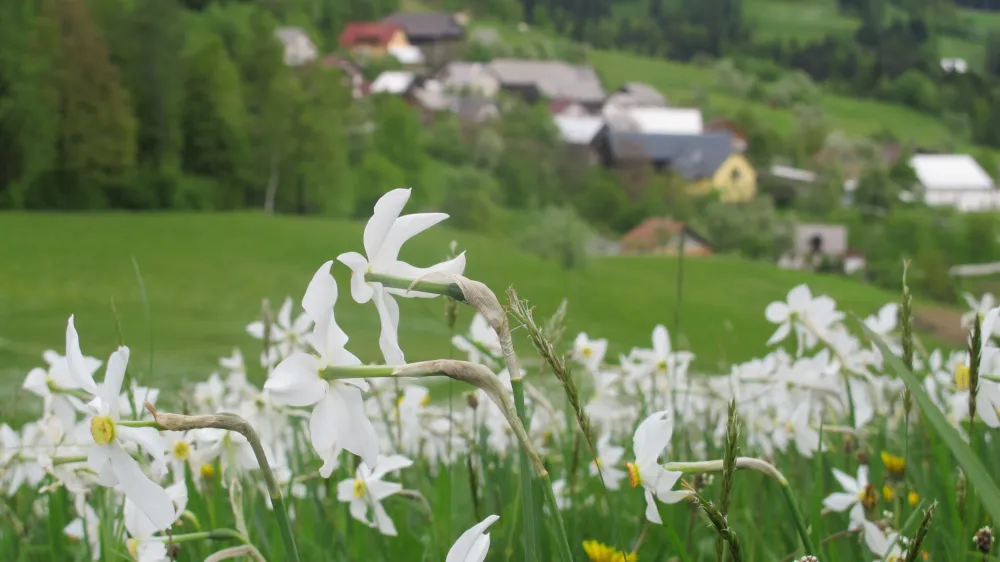V čast cvetočim narcisam bodo ob njihovem prazniku letos izbrali že 60. miss narcis.&nbsp;