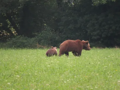 medvedka z mladičem na travniku pred gozdom