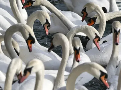 V Sloveniji so od začetka leta ptičjo gripo potrdili pri 29 divjih pticah, od tega pri 26 labodih grbch, ki tudi na evropski ravni sodijo med najpogosteje najdene okužene prostoživeče ptice.