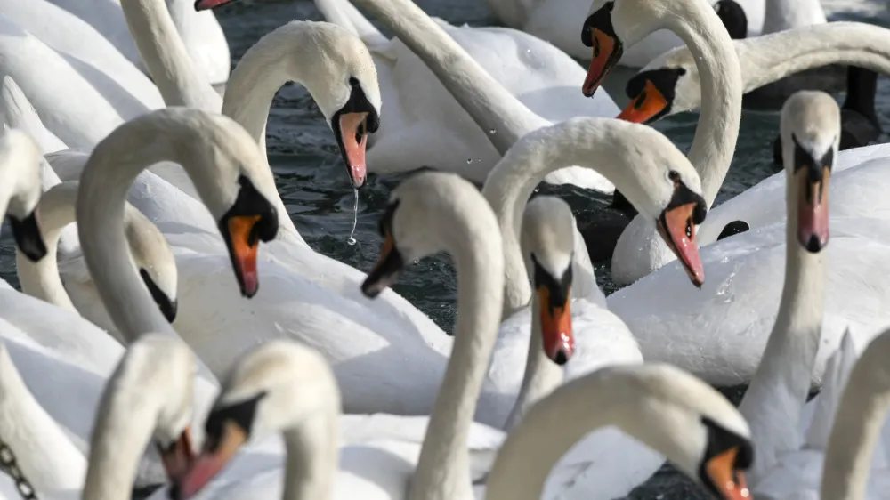 V Sloveniji so od začetka leta ptičjo gripo potrdili pri 29 divjih pticah, od tega pri 26 labodih grbch, ki tudi na evropski ravni sodijo med najpogosteje najdene okužene prostoživeče ptice.