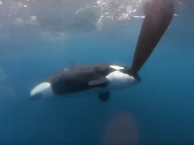 Srečanje orke s smernim krmilom jadrnice leta 2023 v okolici Gibraltarja.