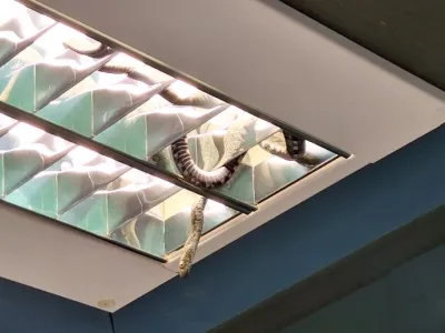 Kača na policijski postaji v Kopru. Foto: PU Koper