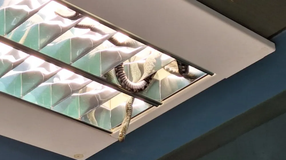 Kača na policijski postaji v Kopru. Foto: PU Koper