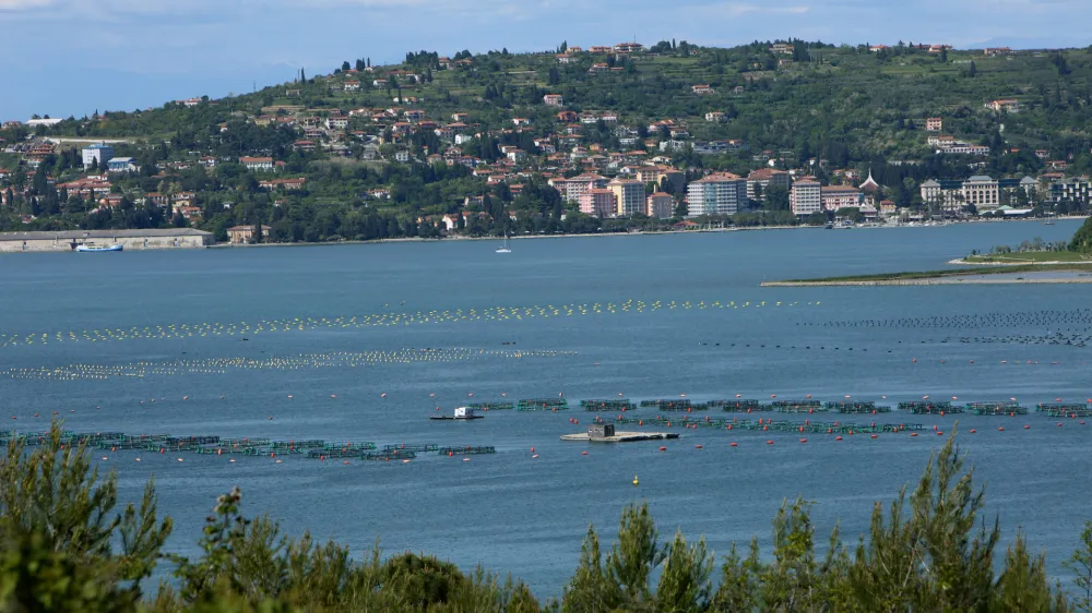 - Piranski zaliv - &Scaron;kolči&scaron;če - Kanegra - - 08.05.2017 - slovensko-hrva&scaron;ka meja - re&scaron;evanje mejnega spora med Slovenijo in Hrva&scaron;ko - arbitražni sporazum za re&scaron;itev vpra&scaron;anja meje s Hrva&scaron;ko - arbitraža -//FOTO: Tomaž SkaleOPOMBA: REPORTAŽA 2017