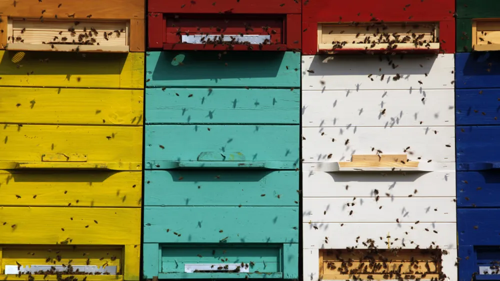 čebelarstvo - čebele - panji- Zeli&scaron;čarska kmetija Plavica - Cerovec 34 - Dolenjske Toplice, zeli&scaron;čarstvo//FOTO: Jaka Gasar