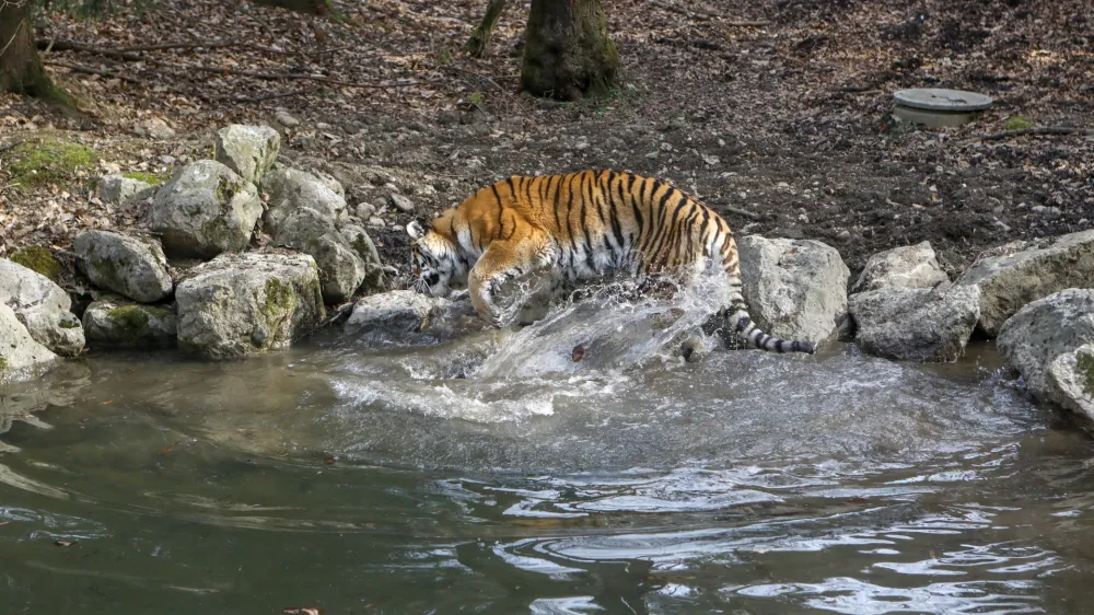 - sibirski tiger 03.03.2022 - Živalski vrt ZOO Ljubljana - //FOTO: Luka Cjuha.