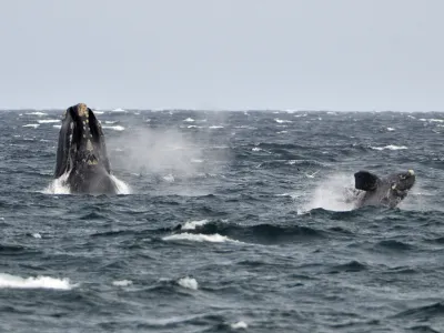 A young southern right whale (R), known in Spanish as ballena franca austral, swims in the waters of the Atlantic Sea, offshore Golfo Nuevo, next to its mother in Argentina's Patagonian village of Puerto Piramides, September 19, 2014. The whales regularly come to breed and calve in this marine reserve from June to December.   REUTERS/Maxi Jonas (ARGENTINA - Tags: ANIMALS ENVIRONMENT) - RTR46ZIB