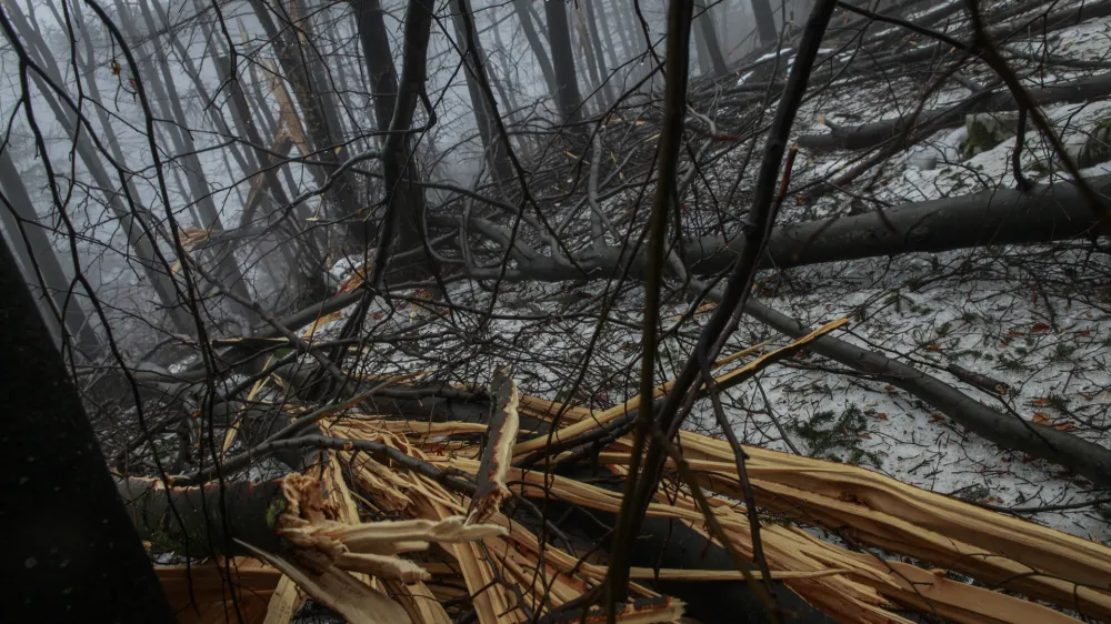 Slovenija bi bila lahko kaznovana za nekaj, na kar nima vpliva, saj v ozadju niso goloseki, devastacije gozdov, marveč naravne katastrofe.Na fotografiji so vidne posledice žledoloma v letu 2014.&nbsp;
