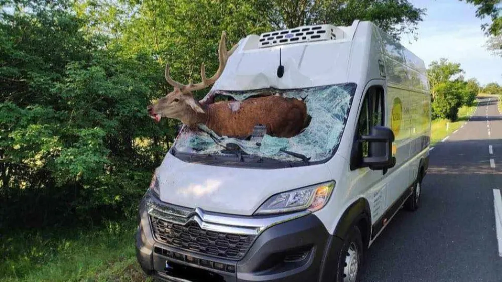 jelen nesreča komen