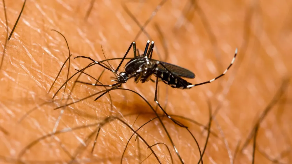 Tigrasti komarji so zelo prilagodljivi, njihovi piki pa boleči in potencialno &scaron;kodljivi.