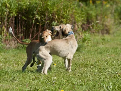 2ACNH5M Saluki Dog. Image shot 03/2013. Exact date unknown.