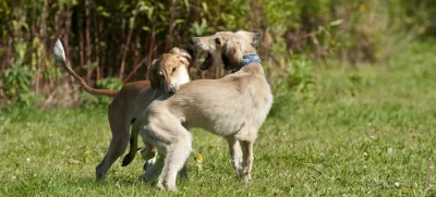 2ACNH5M Saluki Dog. Image shot 03/2013. Exact date unknown.