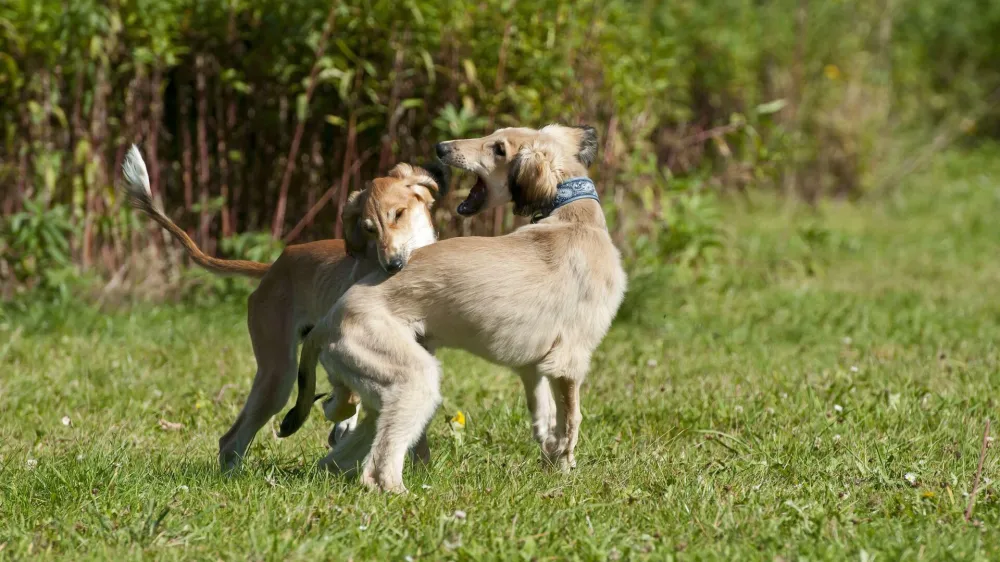 2ACNH5M Saluki Dog. Image shot 03/2013. Exact date unknown.