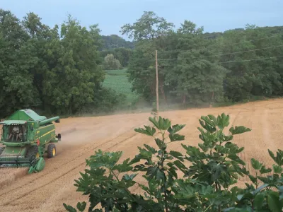 p&scaron;enica, žetev, kombajn. Foto: Tatjana Pihlar 