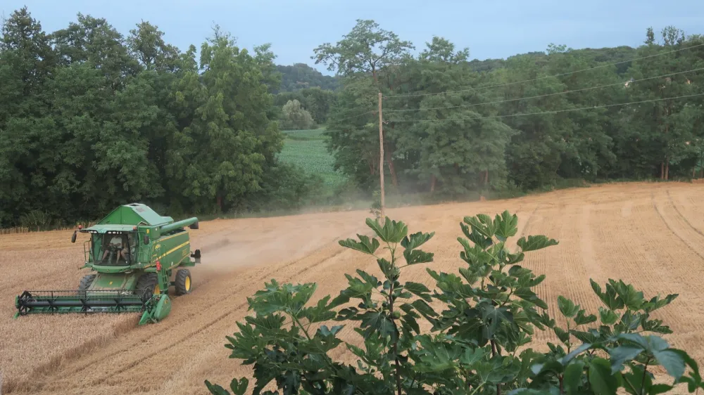 p&scaron;enica, žetev, kombajn. Foto: Tatjana Pihlar 