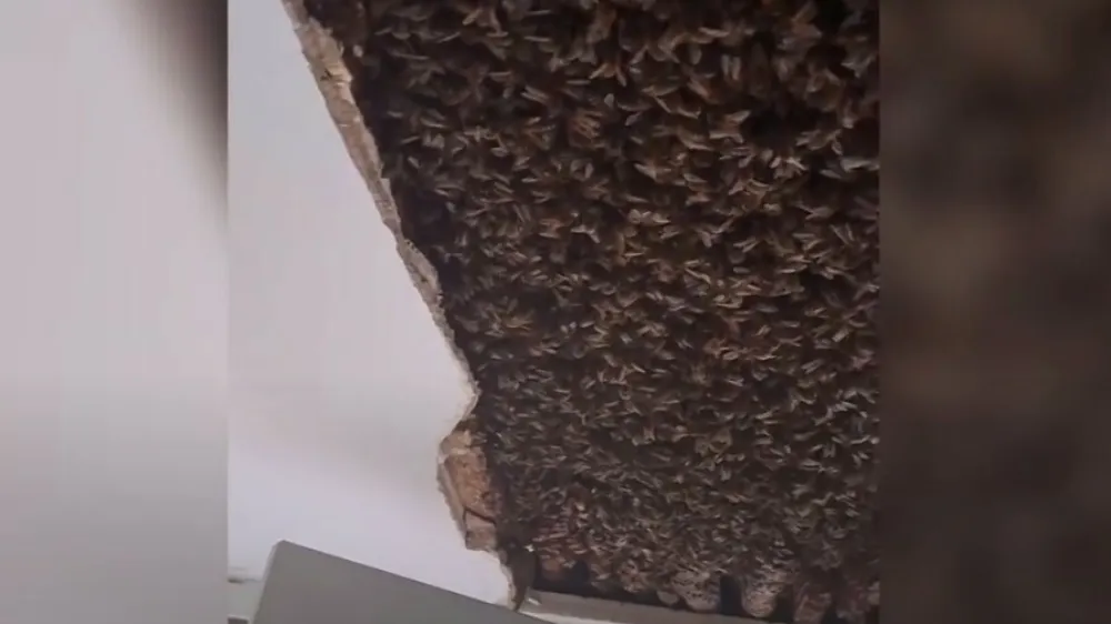 Čebele v stropu