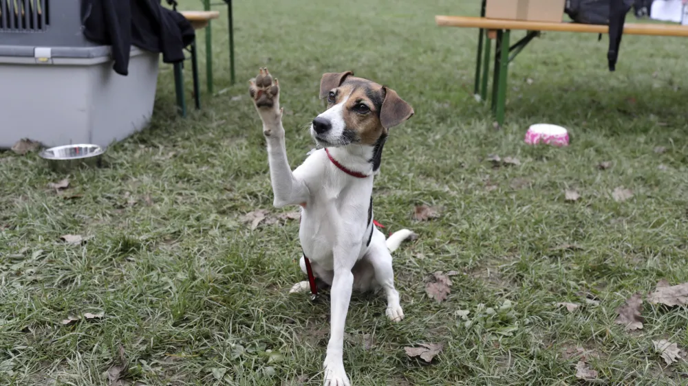 - 12.11.2022 &ndash; Kinolo&scaron;ko dru&scaron;tvo Ljubljana &ndash; &scaron;olanje psov - dan odprtih vrat ob praznovanju 100-letnice KD Ljubljana &ndash; Pot za Brdom 10, //FOTO: Jaka Gasar