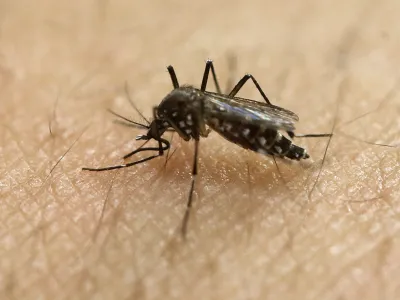FILE - In this Jan. 18, 2016, file photo, a female Aedes aegypti mosquito acquires a blood meal on the arm of a researcher at the Biomedical Sciences Institute in the Sao Paulo's University in Sao Paulo, Brazil. The Aedes aegypti can spread the Zika virus, which is spreading in parts of Latin America and the Caribbean and usually causes a mild illness but is now suspected in an unusual birth defect and possibly other health issues. (AP Photo/Andre Penner, File)