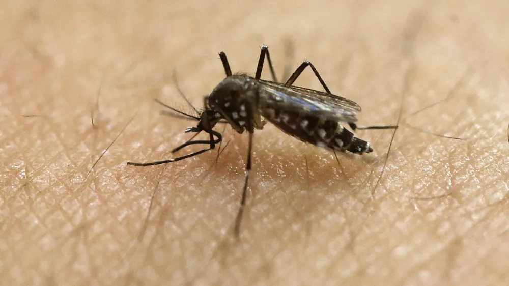 FILE - In this Jan. 18, 2016, file photo, a female Aedes aegypti mosquito acquires a blood meal on the arm of a researcher at the Biomedical Sciences Institute in the Sao Paulo's University in Sao Paulo, Brazil. The Aedes aegypti can spread the Zika virus, which is spreading in parts of Latin America and the Caribbean and usually causes a mild illness but is now suspected in an unusual birth defect and possibly other health issues. (AP Photo/Andre Penner, File)