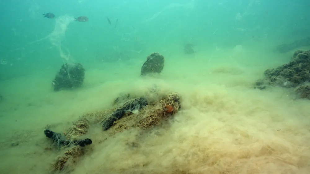 Prevleka sluzi na morskem dnu. F Borut Mavrič