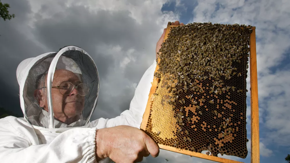 Ivan Atel&scaron;ek, čebelar s Povirja pri Divači - Čebelarstvo - čebelarji - čebele - za&scaron;čitna obleka proti pikom čebel,- Medonosna čebela, živi v družbeni skupnosti imenovana čebelja družina. V družini je le ena plodna samica - matica, ki leže jajčeca za razplod družine. Večino članov družine predstavljajo neplodne samice &ndash; delavke. V družini jih je več 10.000. Običajno čebelje družine &scaron;tejejo med 40.000 in 100.000 čebel. V panju sredi sezone je nekaj 100 ali celo več 1000 samcev &ndash; trotov. - Čebele gnezdijo na satju, ki ga same zgrade. Čebele uporabljajo satje za vzrejo zalege in skladi&scaron;čenje hrane. Na vrhu satja je običajno skladi&scaron;čen med, pod njim, proti sredini satja je skladi&scaron;čen cvetni prah, na sredini in spodaj pa čebele vzrejajo zalego. Zrel med čebele pokrijejo z vo&scaron;čenimi pokrovci. Ličinke odra&scaron;čajo v odprtih celicah, preden pa se zabubijo in preobrazijo v odrasle čebele, jih čebele zaprejo v celice s poroznimi pokrovci. Razvoj od jajčeca do odrasle čebele traja 21 dni. Trotje se razvijajo počasneje, matice pa hitreje. Odrasle čebele živijo v sezoni le 6-8 tednov, čez zimo pa tudi do pol leta. Trotje živijo v družini le v času rojenja čebel, matice pa lahko preživijo več let. //FOTO: Jaka AdamičOPOMBA: ZA OBJAVO V PRILOGI &ndash; DNEVNIKOV OBJEKTIV - REPORTAŽA O ČEBELAH / Foto: Jaka Adamič