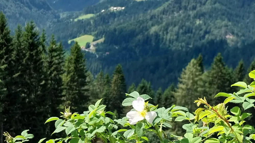 Pogled s solčavske panoramske poti proti Logarski dolini. F Vesna Levičnik