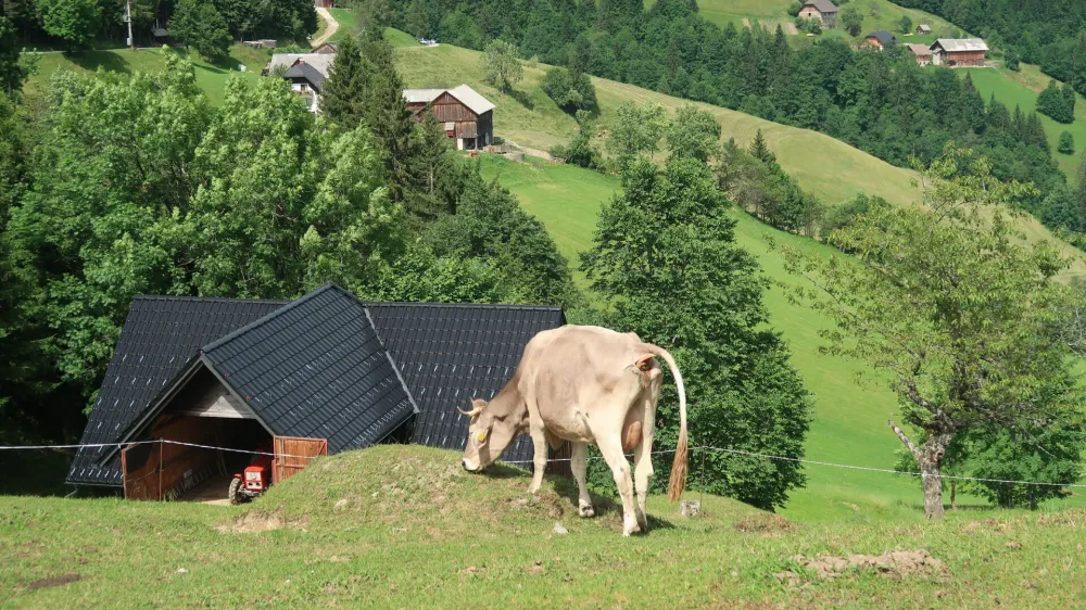 hribovska kmetija, Zg. Savinjska dolina, krava, pa&scaron;a. Foto: Tatjana Pihlar 