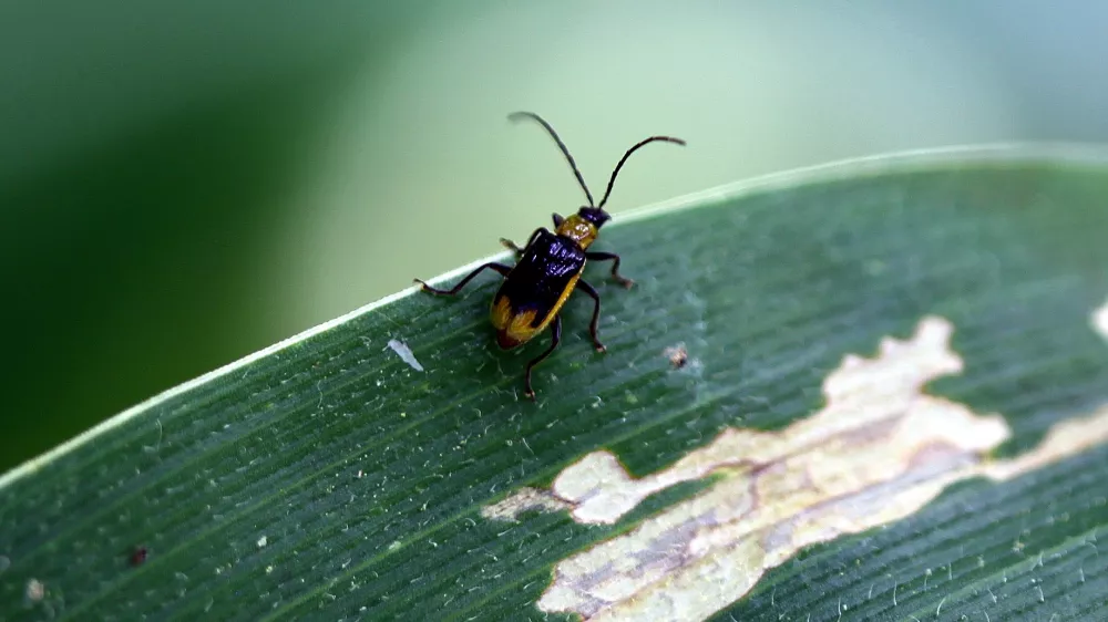 koruzni hro&scaron;č