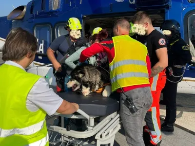Ekipa HNMP iz Brnika je po&scaron;kodovano psičko prepeljala do heliporta ljubljanskega UKCF. F Facebook/kmz.si