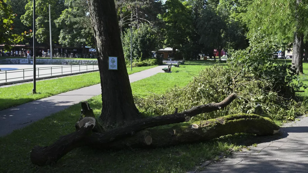 31.07.2024 - Po&scaron;kodovana drevesa, park Tivoli. FOTO: Nik Erik Neubauer