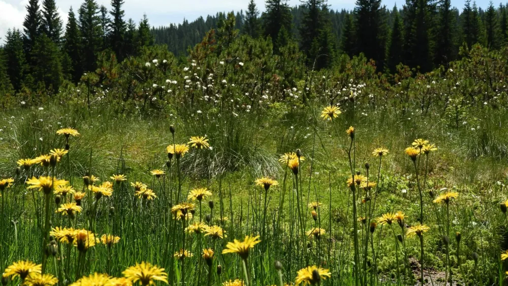 Čez pisano barje Goreljek poteka učna pot.