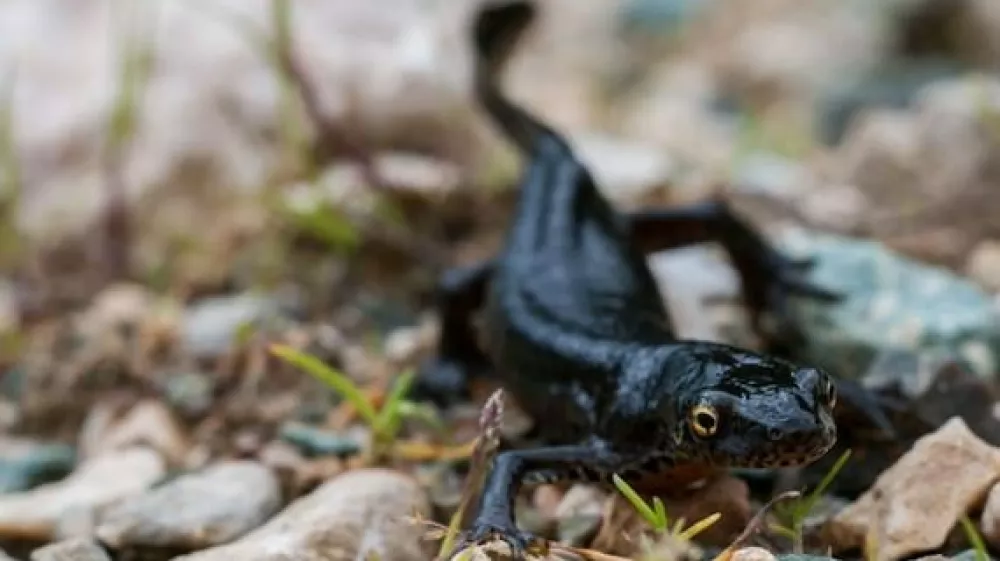 Planinski pupek / Foto: Ales Zdesar