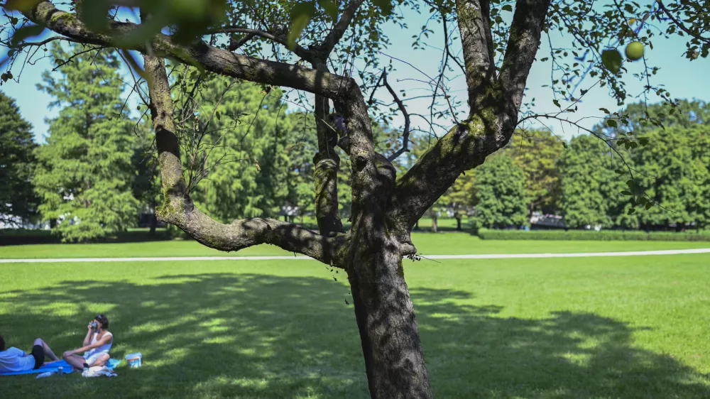 31.07.2024 - Po&scaron;kodovana drevesa, park Tivoli. FOTO: Nik Erik Neubauer