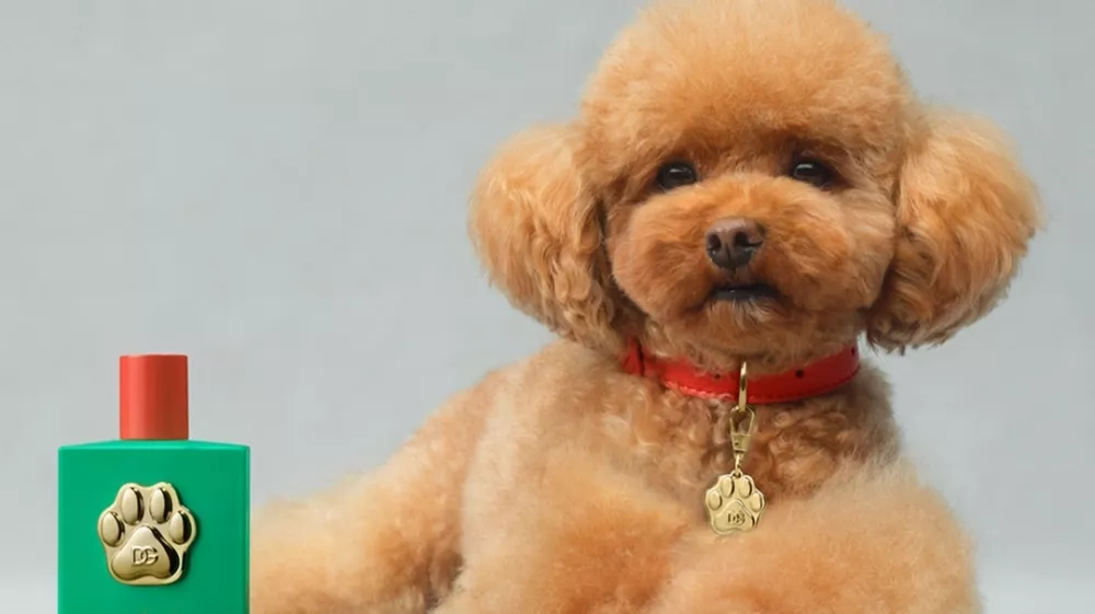 Modna hi&scaron;a zagotavlja, da bo nova di&scaron;iva navdu&scaron;ila tudi najbolj zahtevne F Instagram/Dolce & Gabbana