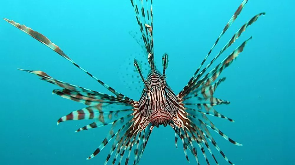 Velika plamenka ali navadna plamenka (znanstveno ime Pterois volitans) je strupena riba iz družine bodik (Scorpaenidae). Prebiva v Indijskem in Pacifi&scaron;kem oceanu, v zadnjem času pa tudi ob vzhodni obali ZDA. Je priljubljena akvarijska riba.