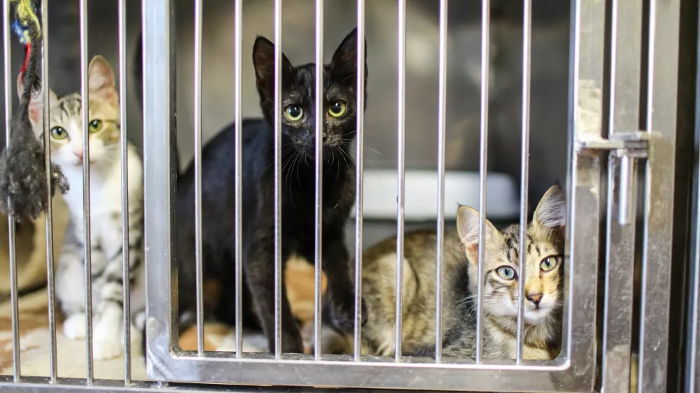 18.08.2016. Zaveti&scaron;če za zapu&scaron;čene živali Ljubljana, Gmajnicemačkafoto: Bojan Velikonja